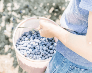 homeschool field trip ideas blueberry picking