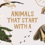 Animals that Start with A: Facts and Picture Book Suggestions. www.inspirethemom.com
