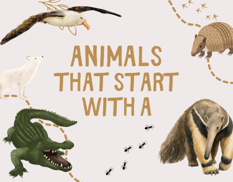 Animals that Start with A: Facts and Picture Book Suggestions. www.inspirethemom.com