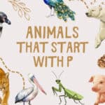 Kid-Friendly Facts and Picture Book Suggestions for Learning. Cover. www.inspirethemom.com