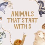 Animals that start with S. Kid-Friendly Facts and Picture Book Suggestions for Learning. www.inspirethemom.com