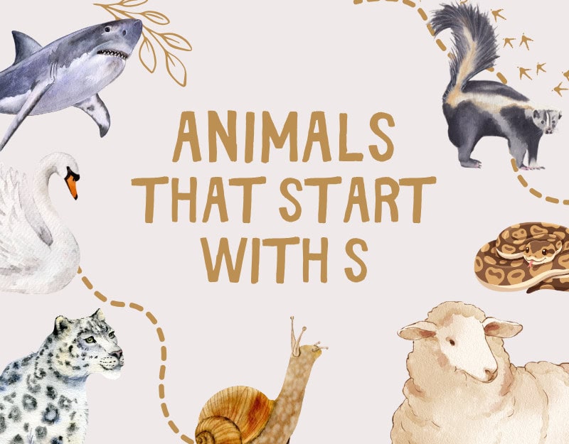 Animals that start with S. Kid-Friendly Facts and Picture Book Suggestions for Learning. www.inspirethemom.com