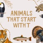 Animals That Start With T: Kid-Friendly Facts and Picture Book Suggestions for Learning. Cover www.inspirethemom.com